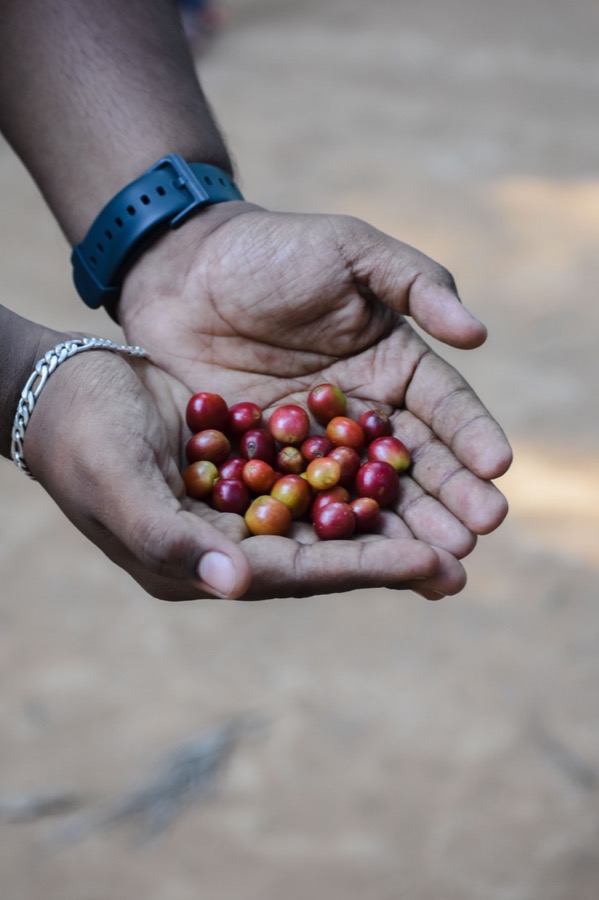 Fresh coffee cherries held after harvest