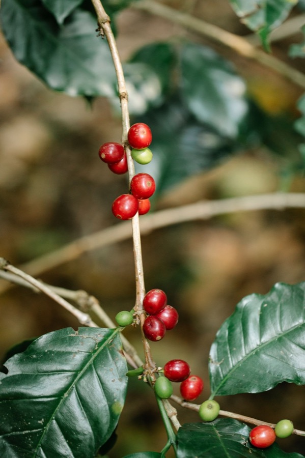 Ripe coffee cherries on the plant